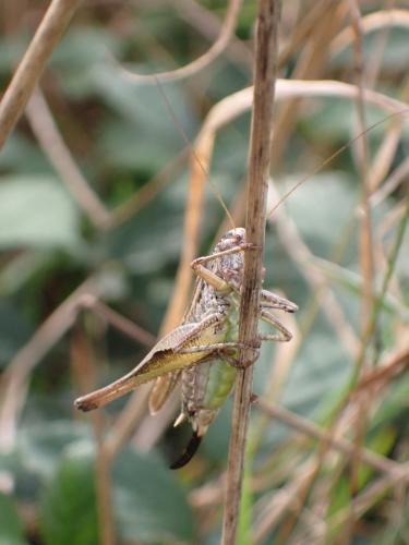 Platycleis albopunctata albopunctata